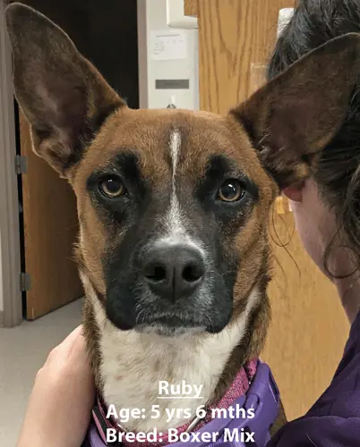 Ruby, a boxer mix, one of our new patients in February