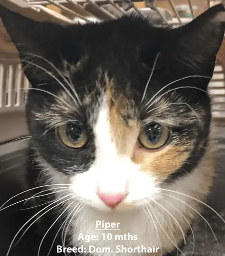 Piper, a domestic shorthair cat, one of our new patients in February