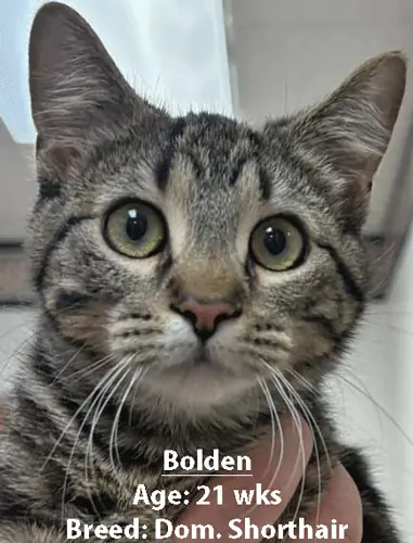 Bolden, a domestic shorthair cat, one of our new patients in February