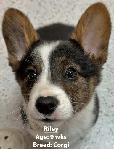 Riley, a corgi, one of our new patients in February