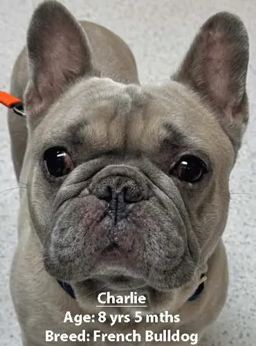 Charlie, a French bulldog, one of our new patients in February