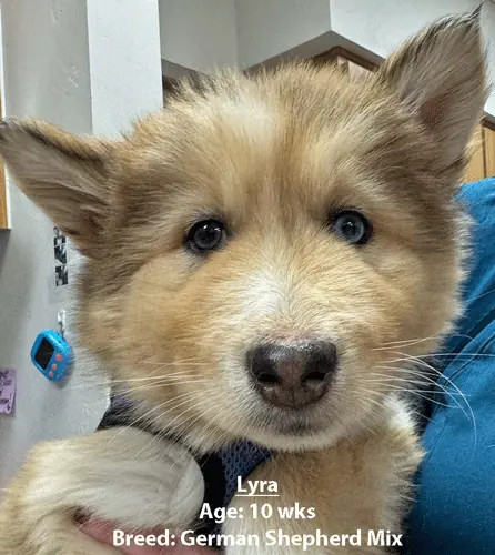 Lyra, a German shepherd mix, one of our new patients in February