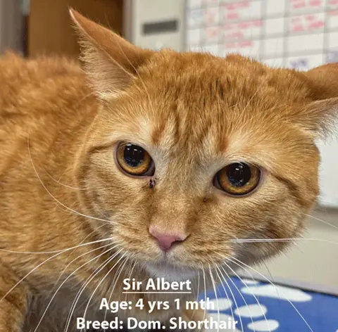 Sir Albert, a domestic shorthair cat, one of our new patients in February