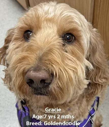 Gracie, a goldendoodle, one of our new patients in February