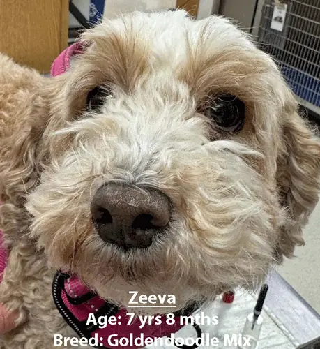 Zeeva, a goldendoodle mix, one of our new patients in February