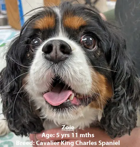 Zoie, a Cavalier King Charles spaniel, one of our new patients in February