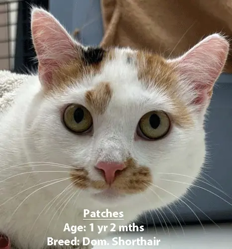Patches, a domestic shorthair cat, one of our new patients in February