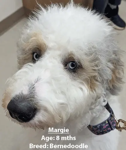 Margie, a Bernedoodle, one of our new patients in February