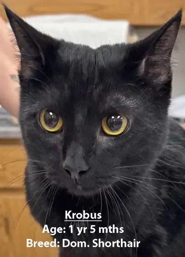 Krobus, a domestic shorthair cat, one of our new patients in February