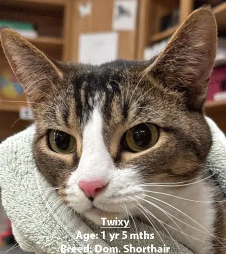 Twixy, a domestic shorthair cat, one of our new patients in February