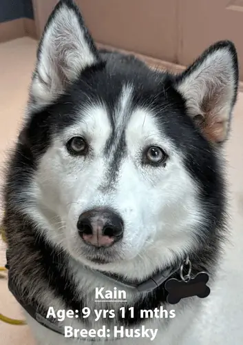 Kain, a husky, one of our new patients in February