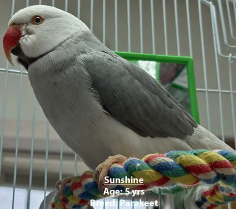 Sunshine, a parakeet, one of our new patients in February