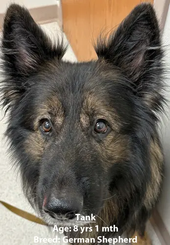 Tank, a German shepherd, one of our new patients in February