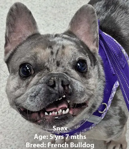 Snax, a French bulldog, one of our new patients in February