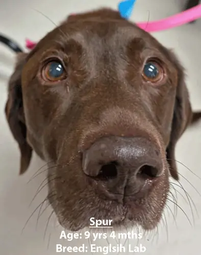 Spur, an English Labrador, one of our new patients in February