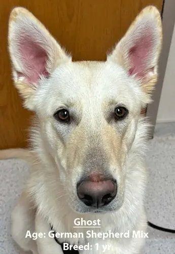 Ghost, a German shepherd mix, one of our new patients in February