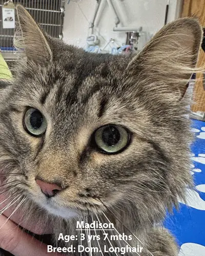 Madison, a domestic longhair cat, one of our new patients in February