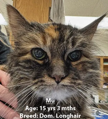 Mu, a domestic longhair cat, one of our new patients in February