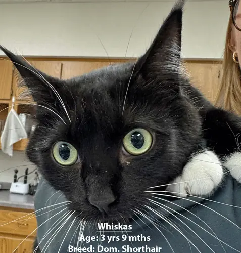 Whiskas, a domestic shorthair cat, one of our new patients in February