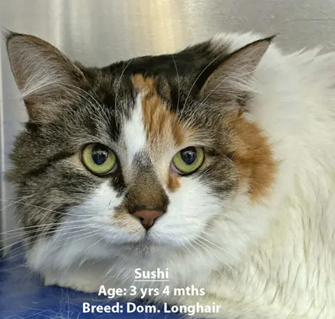 Sushi, a domestic longhair cat, one of our new patients in February