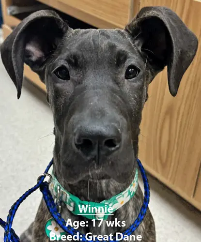 Winnie, a Great Dane, one of our new patients in February