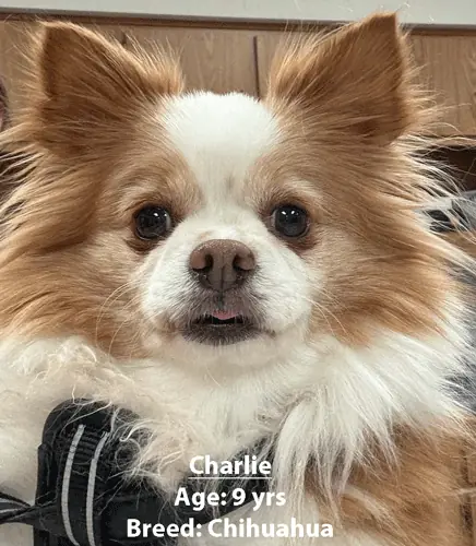 Charlie, a Chihuahua, one of our new patients in February