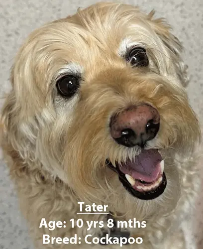 Tater, a cockapoo, one of our new patients in February