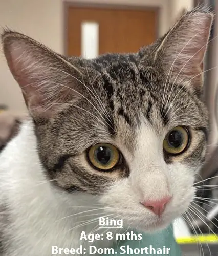 Bing, a domestic shorthair cat, one of our new patients in February