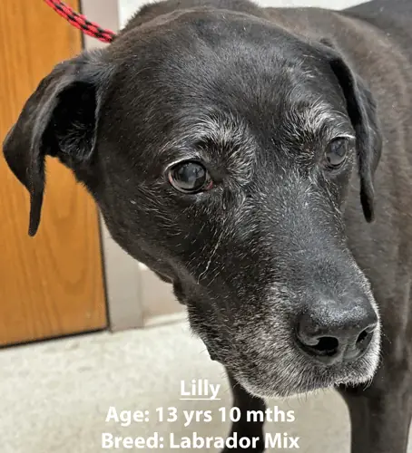 Lilly, a Labrador mix, one of our new patients in February