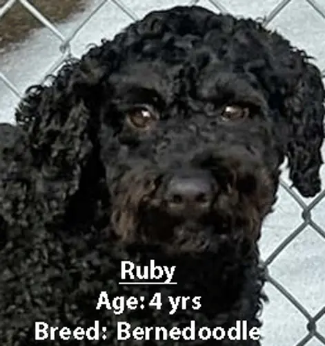Ruby, a Bernedoodle, one of our new patients in February