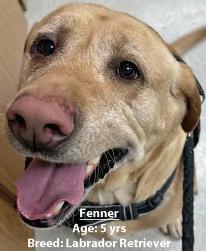 Fenner, a Labrador retriever, one of our new patients in February