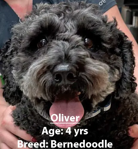 Oliver, a Bernedoodle, one of our new patients in February