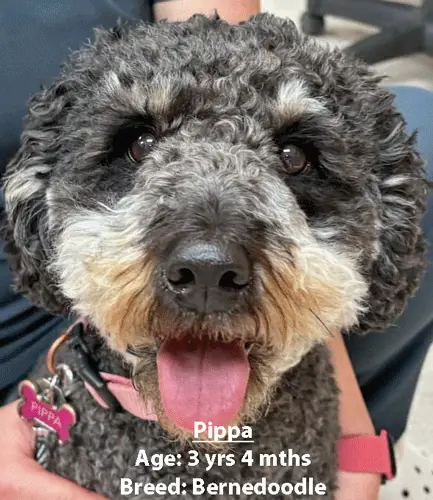 Pippa, a Bernedoodle, one of our new patients in February