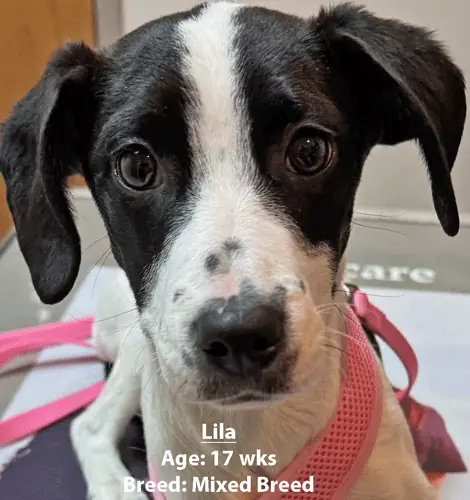 Lila, a mixed breed, one of our new patients in February