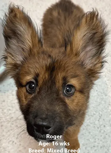 Roger, a mixed breed, one of our new patients in February