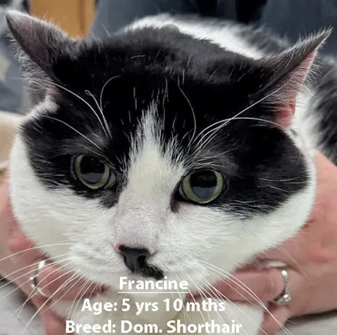 Francine, a domestic shorthair cat, one of our new patients in February