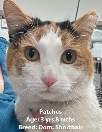 Patches, a domestic shorthair cat, one of our new patients in February