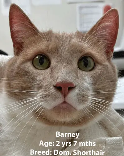 Barney, a domestic shorthair cat, one of our new patients in February