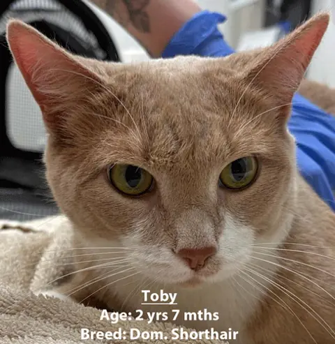 Toby, a domestic shorthair cat, one of our new patients in February