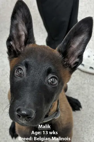 Malik, a Belgian Malinois, one of our new patients in February