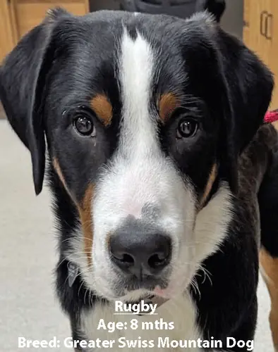 Rugby, a Greater Swiss mountain dog, one of our new patients in February
