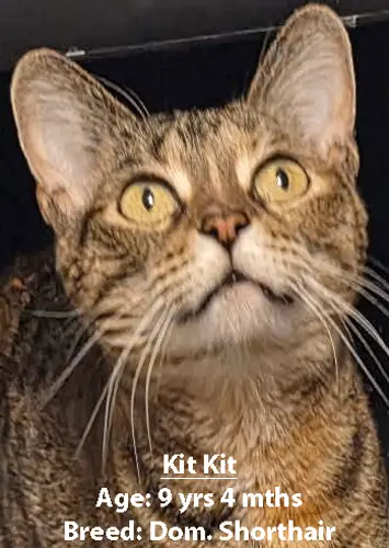 Kit Kit, a domestic shorthair cat, one of our new patients in February