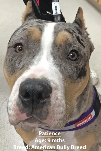 Patience, an American bully, one of our new patients in March