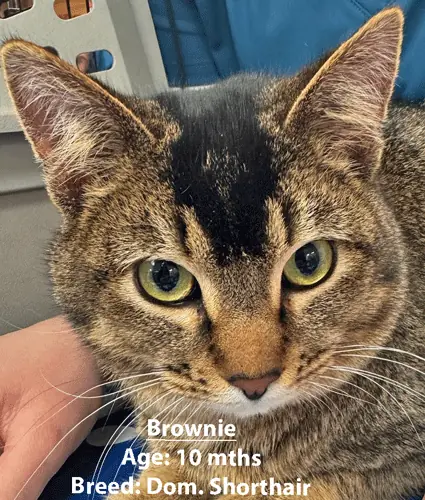 Brownie, a domestic shorthair cat, one of our new patients in March