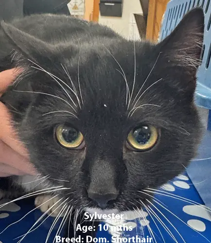 Sylvester, a domestic shorthair cat, one of our new patients in March