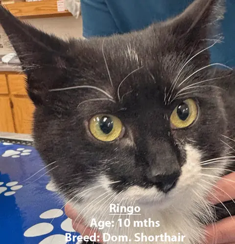 Ringo, a domestic shorthair cat, one of our new patients in March