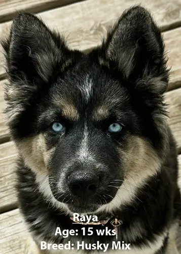 Raya, a husky mix, one of our new patients in March