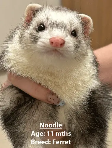 Noodle, a ferret, one of our new patients in March