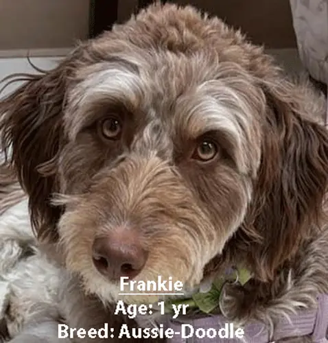Frankie, an Aussiedoodle, one of our new patients in March