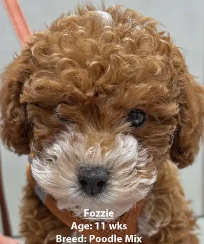 Fozzie, a poodle mix, one of our new patients in March